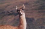 animals - guanaco 